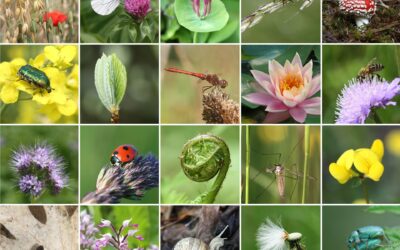 MASE: Approvata la Nuova Strategia per la Biodiversità al 2030