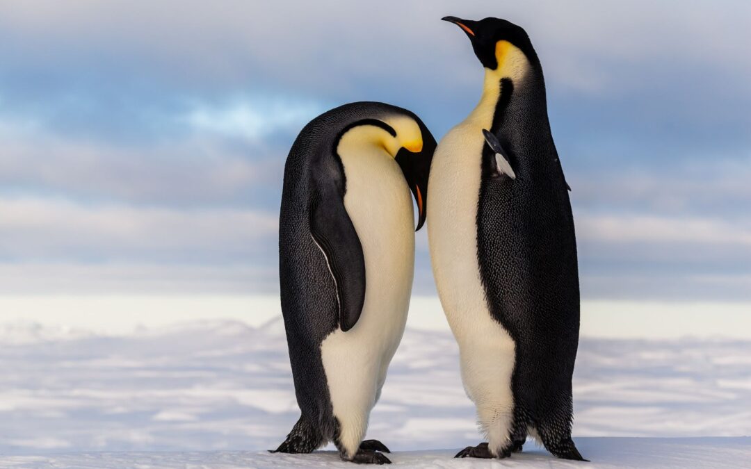 Le Penniche dei Pinguini Antartici